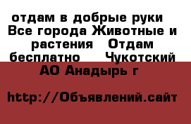 отдам в добрые руки - Все города Животные и растения » Отдам бесплатно   . Чукотский АО,Анадырь г.